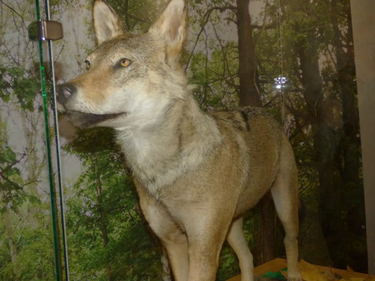  Muzeum zaprasza na bliskie spotkanie z wilkami 