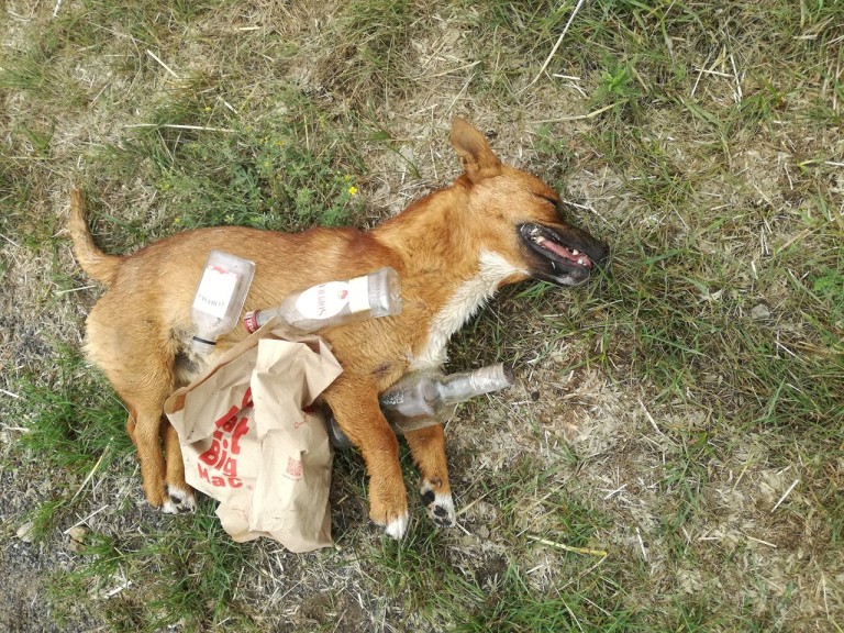  Zbezczeszczony martwy pies