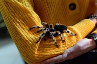  50 żywych pająków w WDK