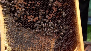  Kolejne pieniądze dla pszczelarzy 