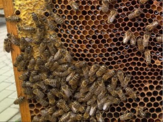   Węza pszczela o wartości 2 mln zł trafi do wielkopolskich pasiek