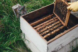  Węza pszczela trafi do wielkopolskich pasiek