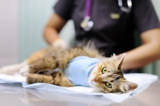  Gmina dopłaci do sterylizacji/kastracji kotów