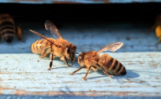  2 mln zł dla wielkopolskich pszczół